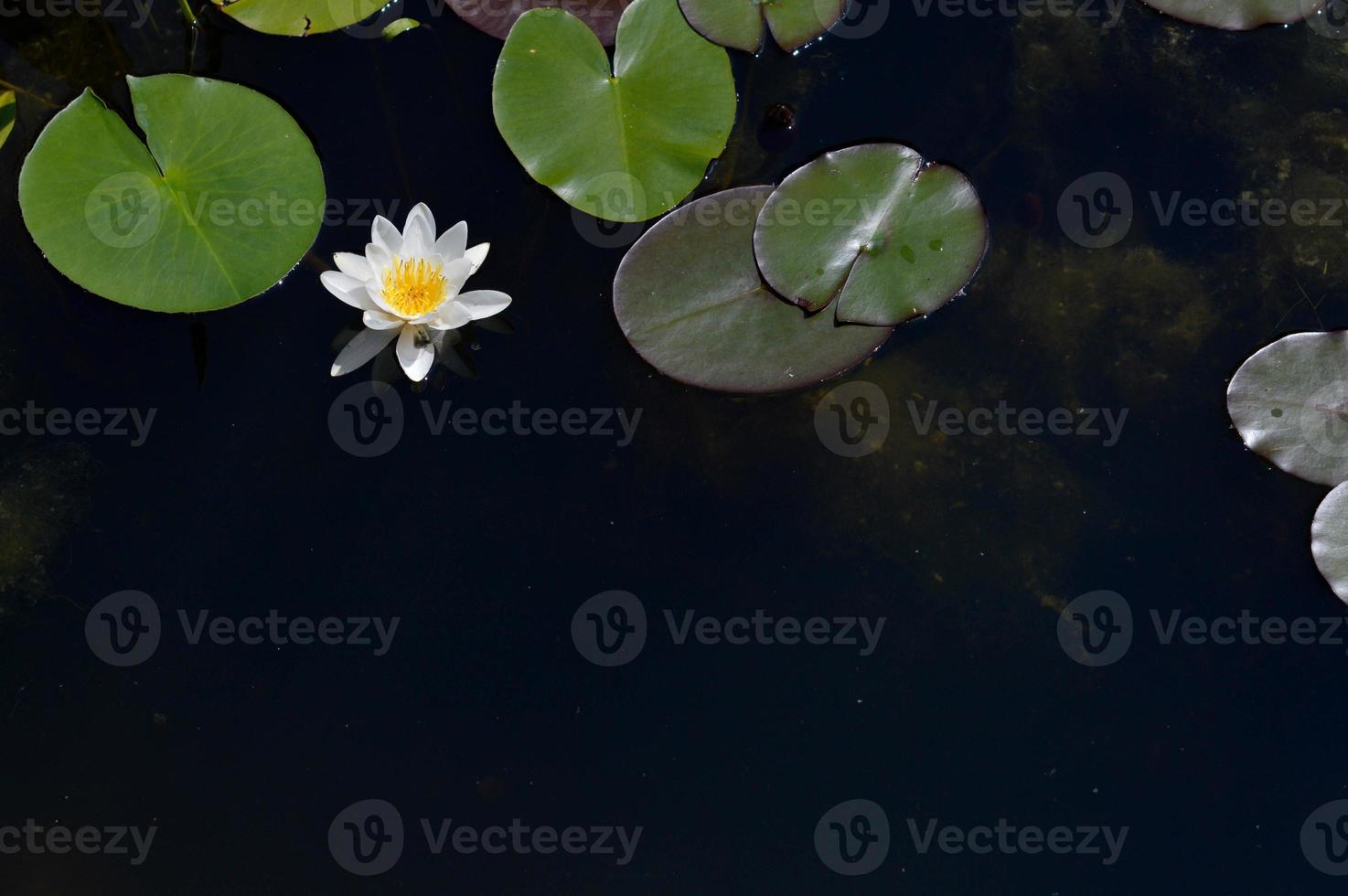 White water lily flower in a lake, in the water, water plants photo