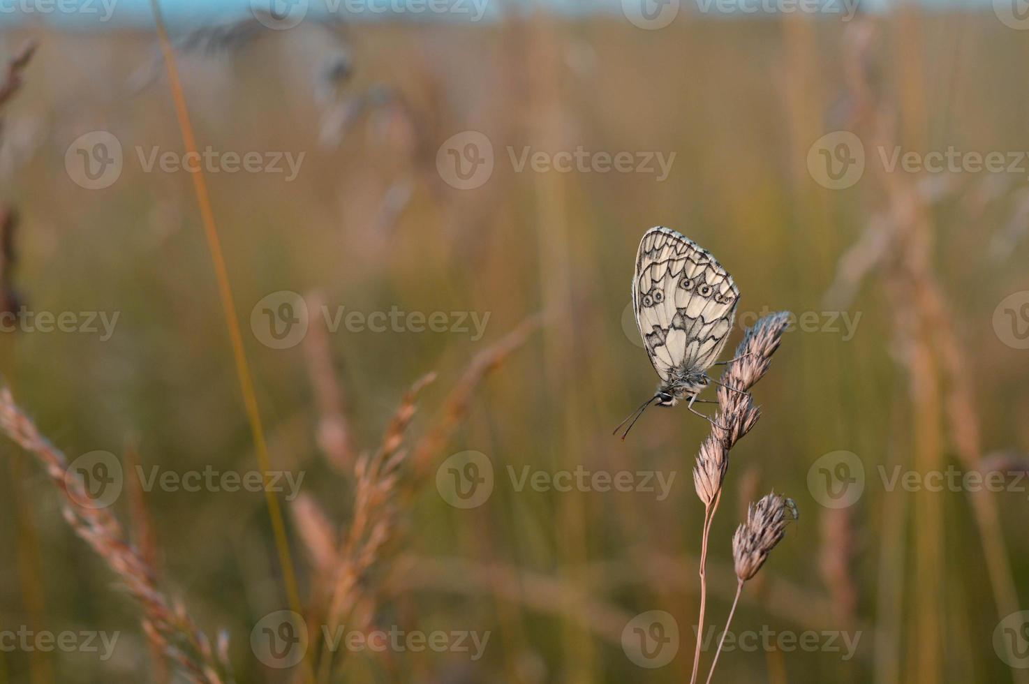 Marbled white, black and white butterfly in the wild photo