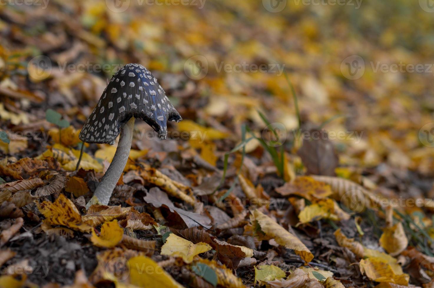 Brown and white spotted mushroom photo