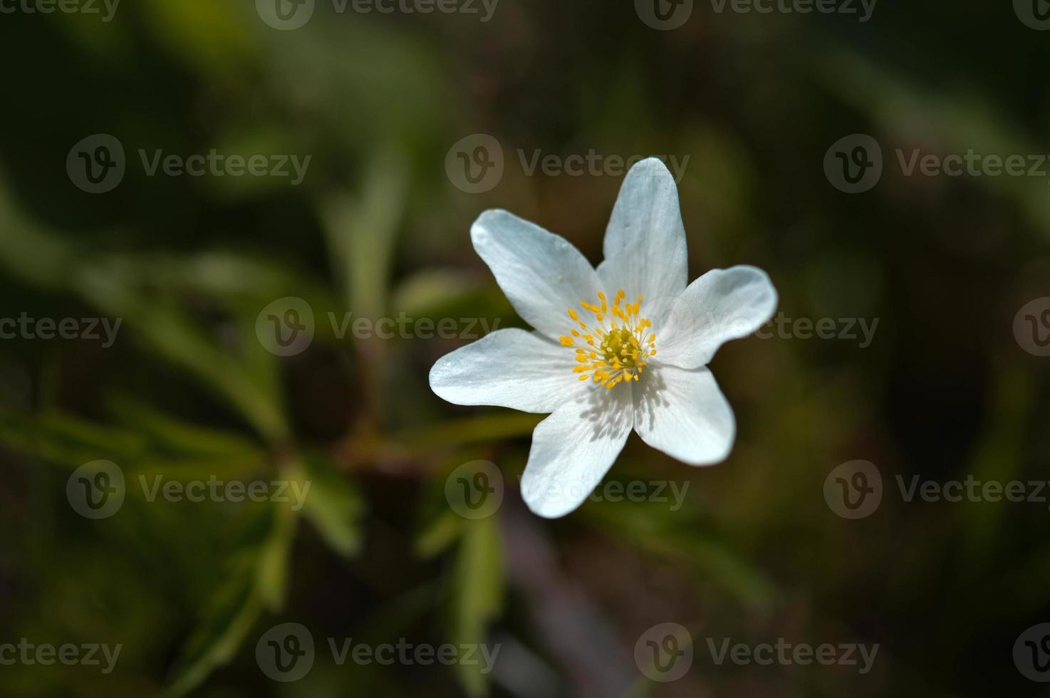 Wood anemone, white early spring wildflower. photo