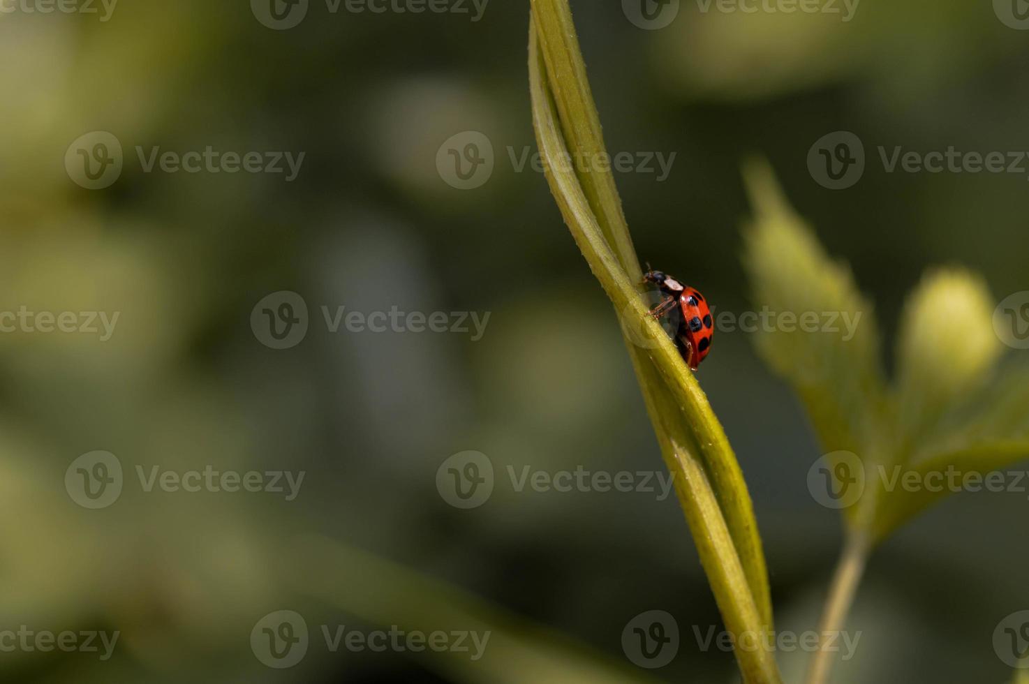 Ladybug on a plant, red bug with black spots photo