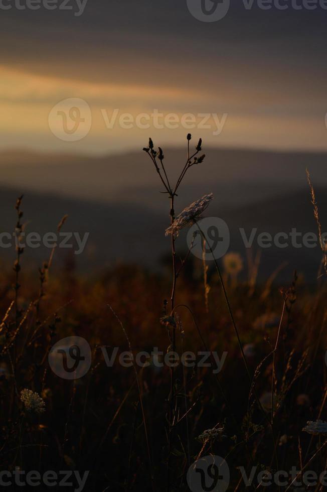 Orange light, sunset light field in the sunset. Golden hour. photo