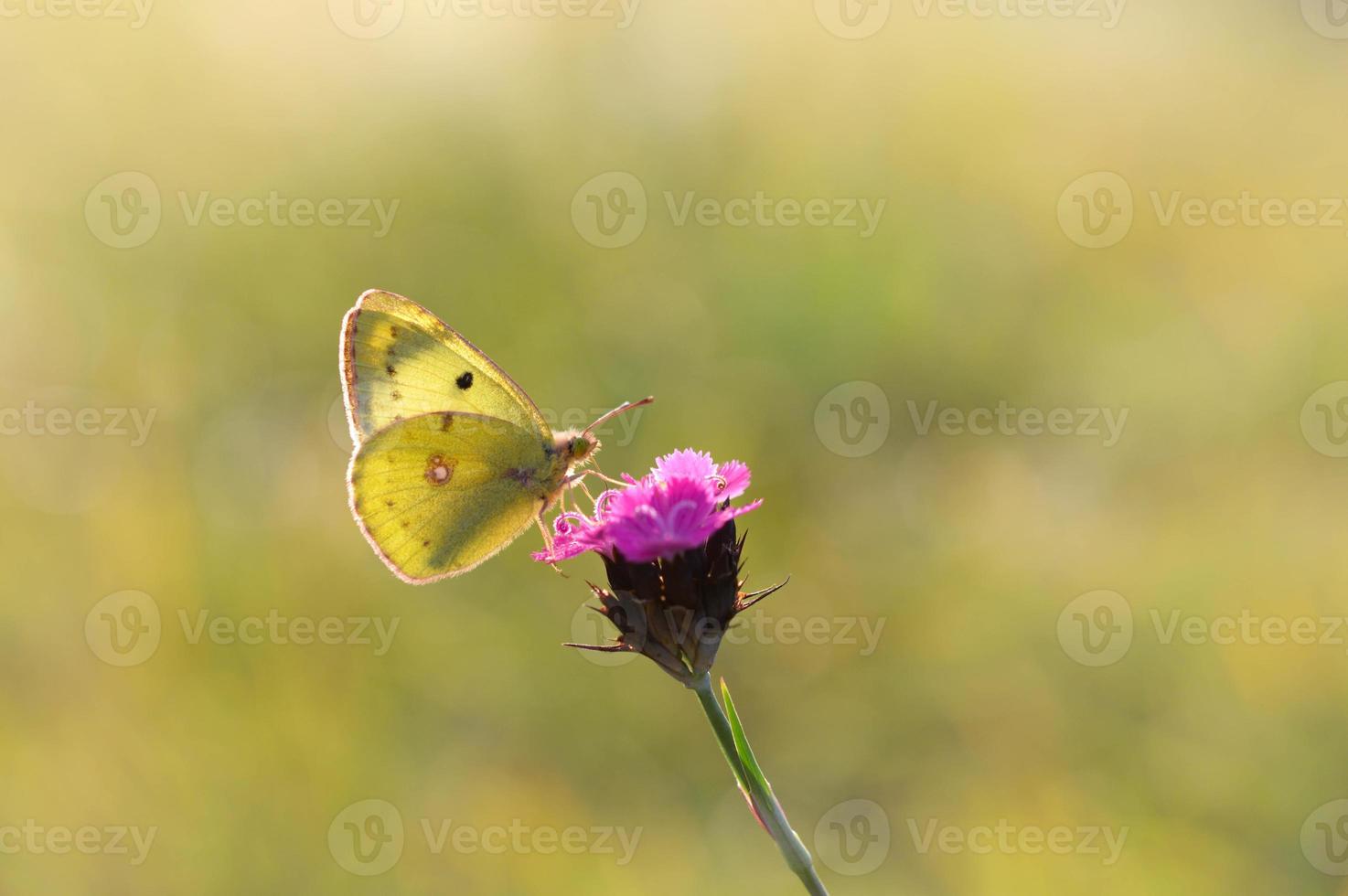Clouded yellows, yellow butterfly on a flower in nature macro. photo