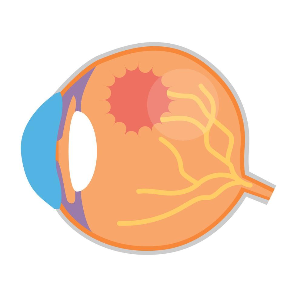 anatomía del ojo de moda vector