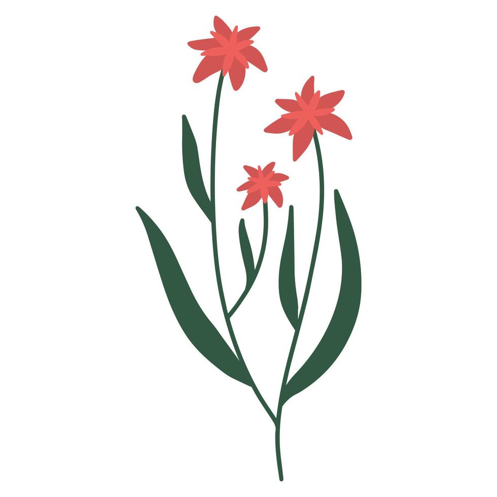 Field flower. Branch with flowers. A delicate sprig of flowers. Vector wildflower. Minimalistic sprig of flowers.