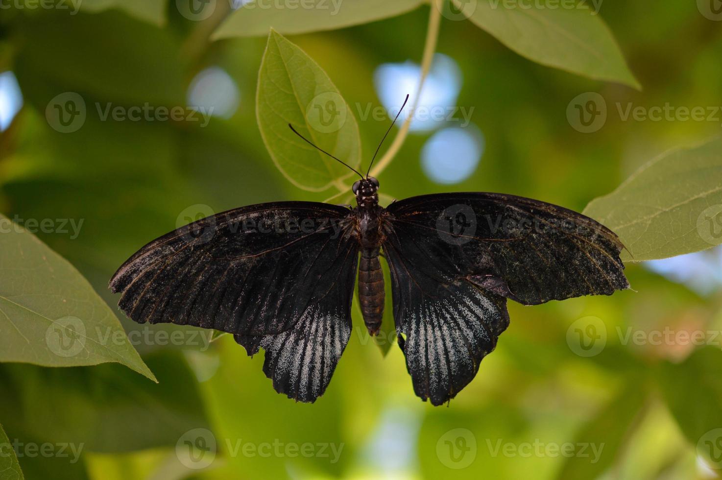 Black tropical butterfly in the butterfly house photo