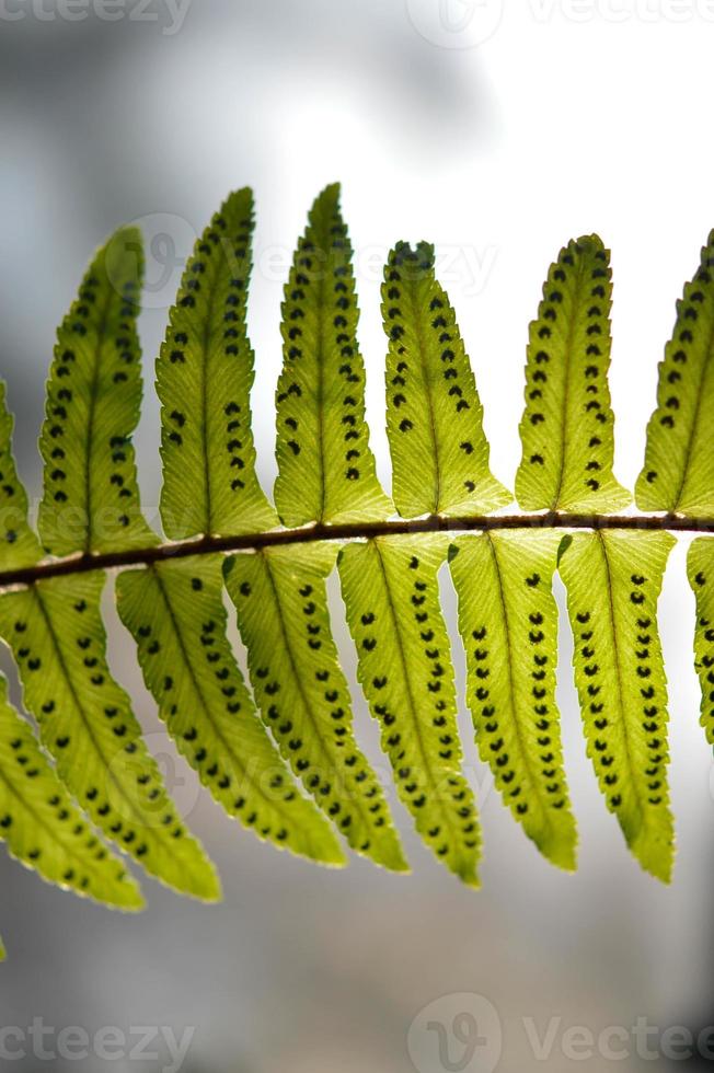 hojas de helecho de cerca, macro foto