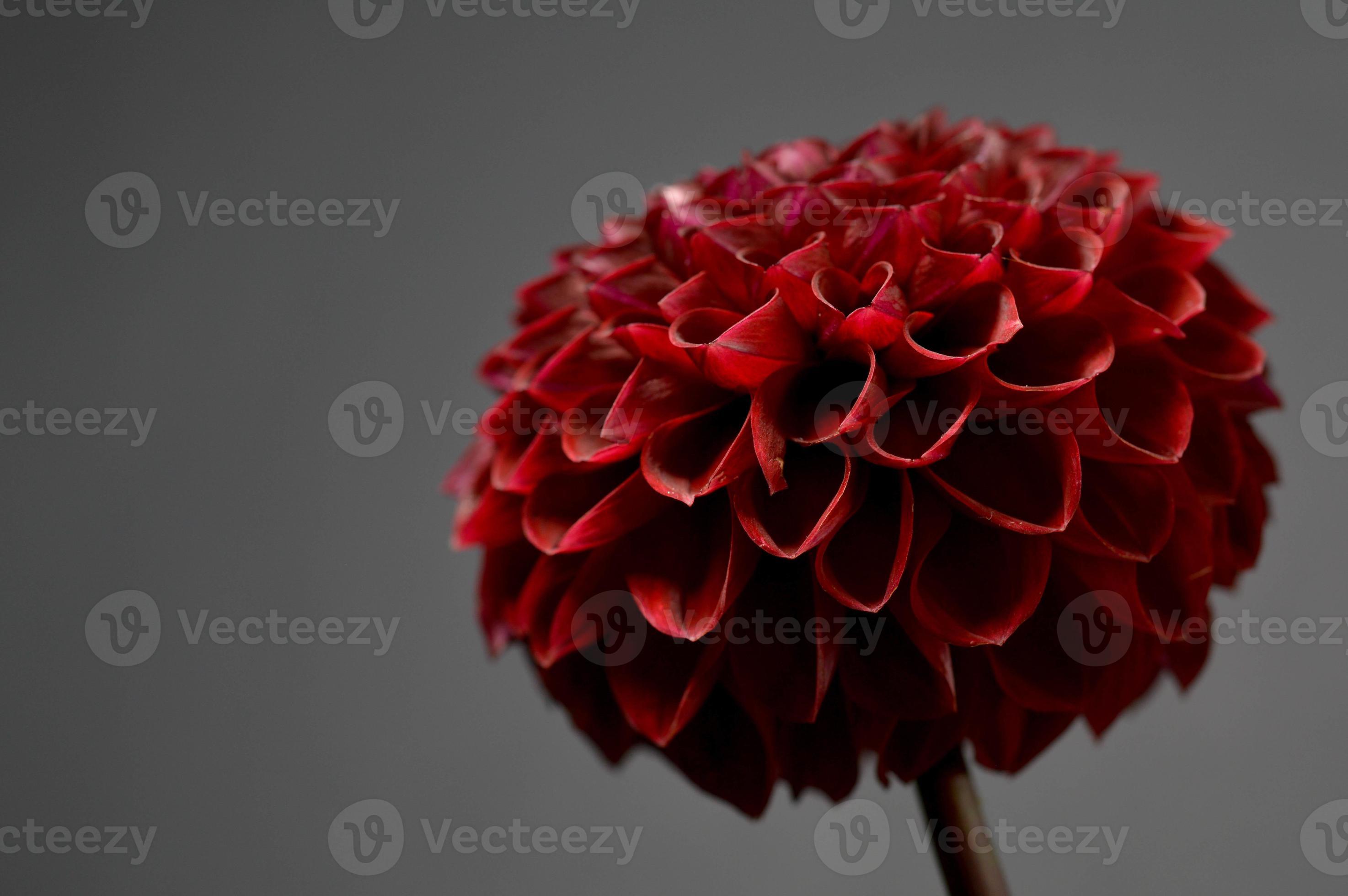 Dahlia red fox, dark red pompom dahlia, grey background 14960199 Stock