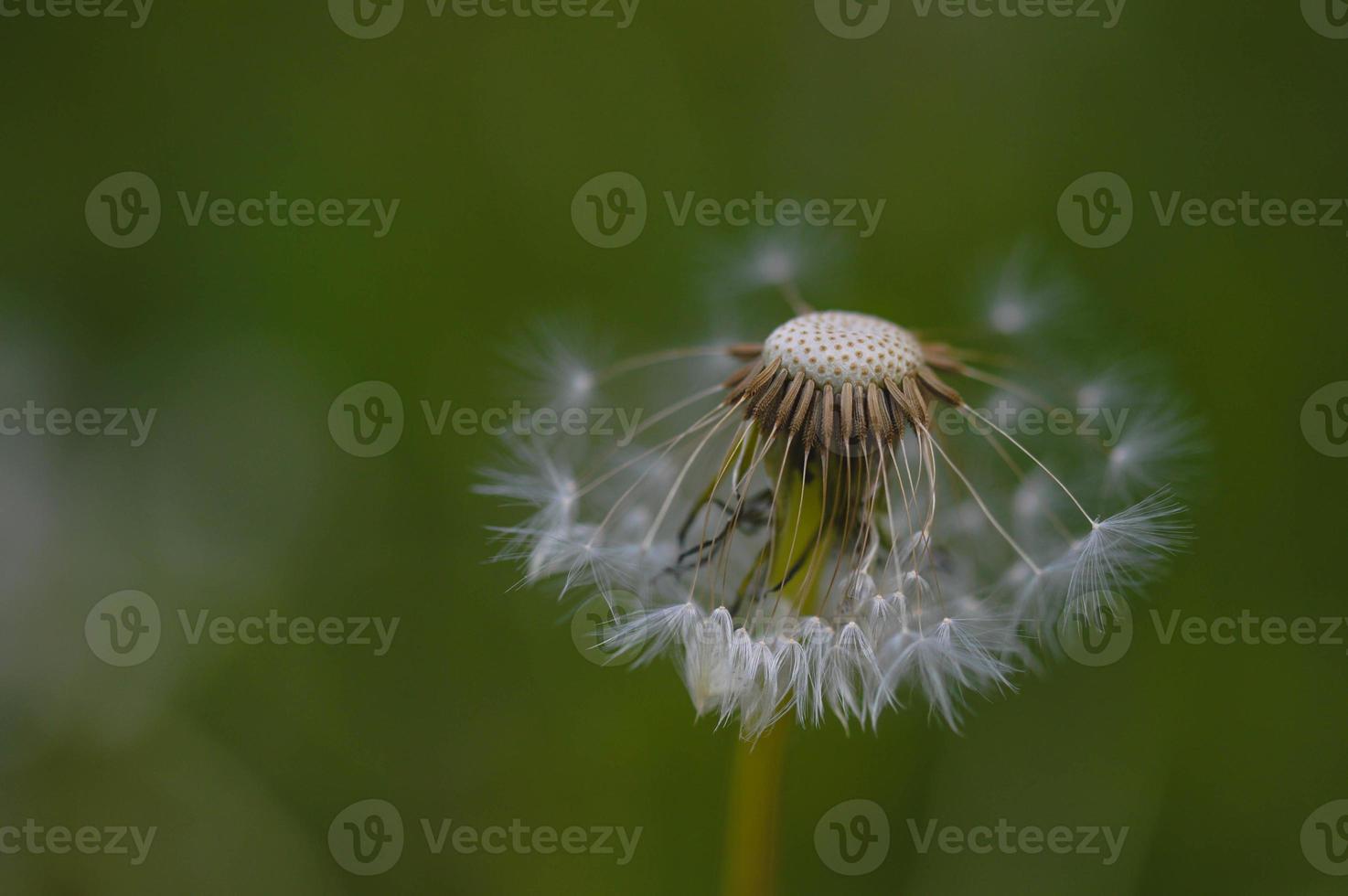 cabeza de semilla de diente de león esponjosa de cerca, macro de semillas foto