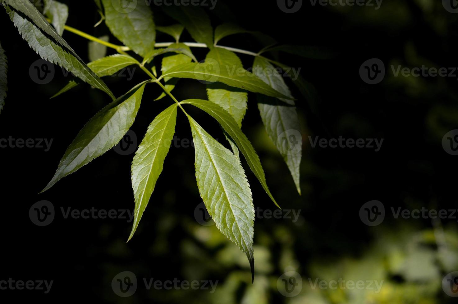 Green leaves in the sunshine, macro leaves, photo