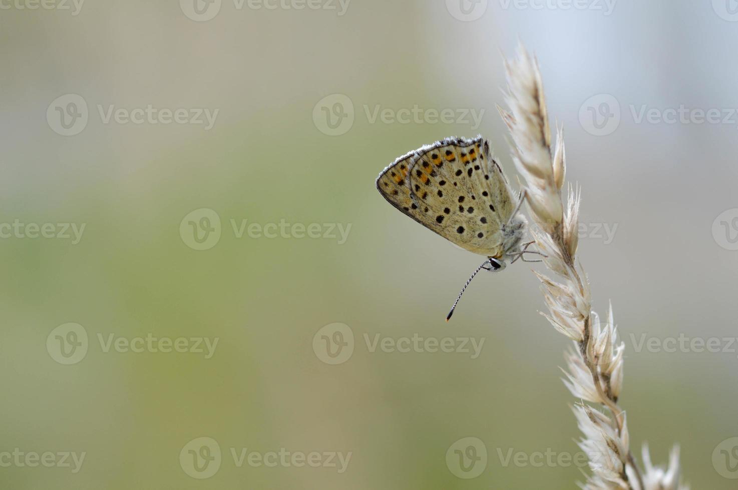 Polyommatus icarus, common blue butterfly, macro in nature photo