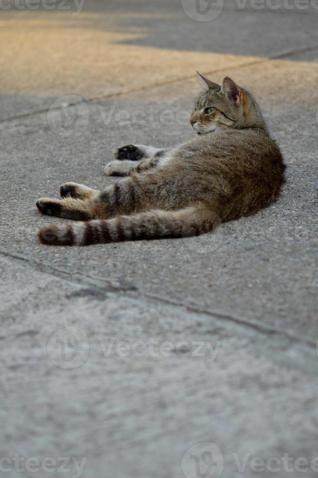 Stray cat, laying on the ground photo