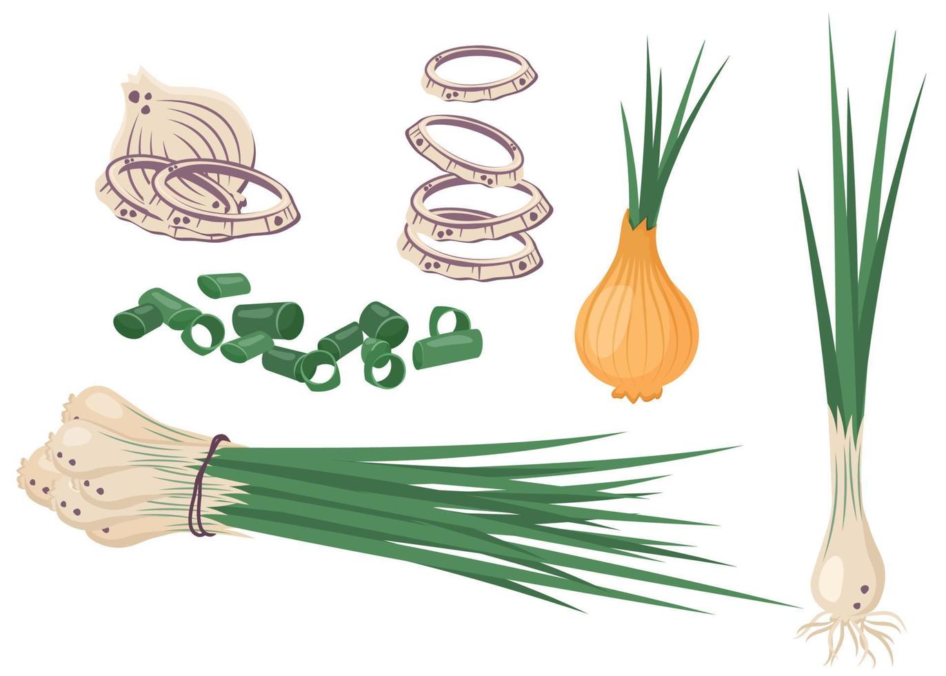 Collection of fresh, white, green onion. Whole, half and sliced chives, greenery. Husked, chopped onion. Unpeeled vegetables. Healthy organic food. Natural raw veggie. Vector flat illustration