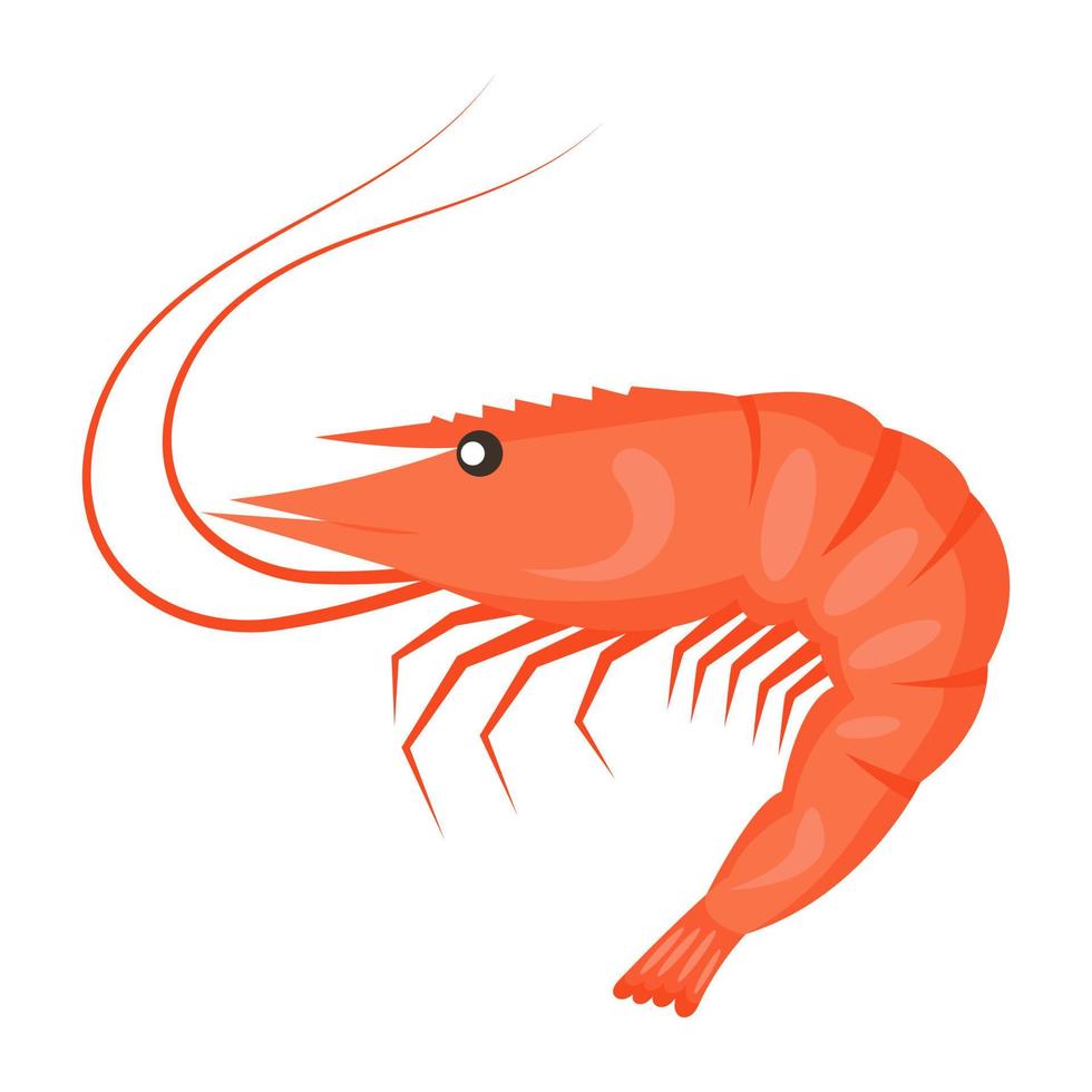 camarones al estilo plano, mariscos frescos. ilustración vectorial vector