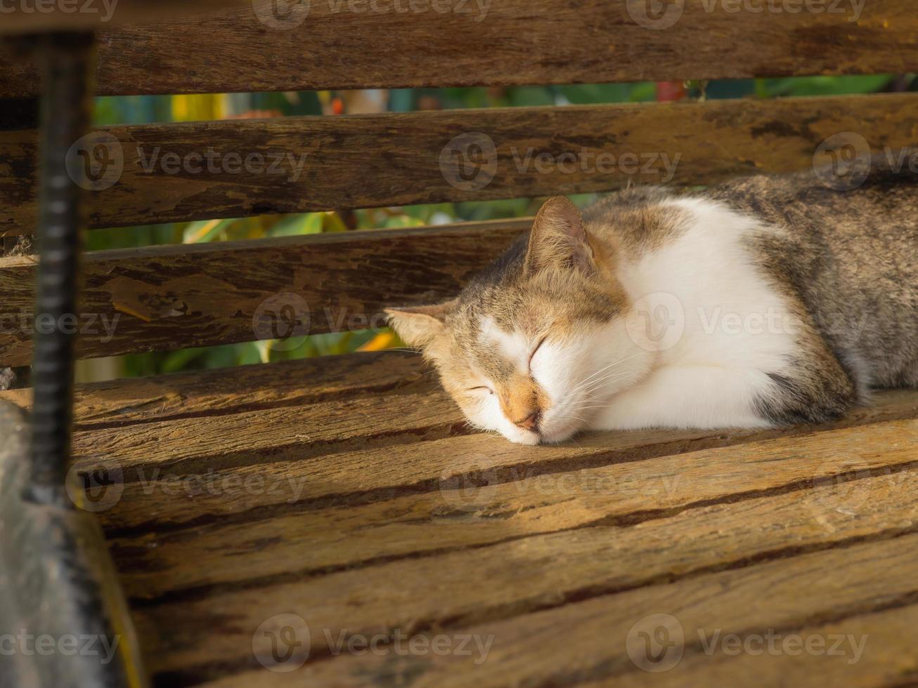 Striped cat sleeps on a wooden chair in the sun. photo
