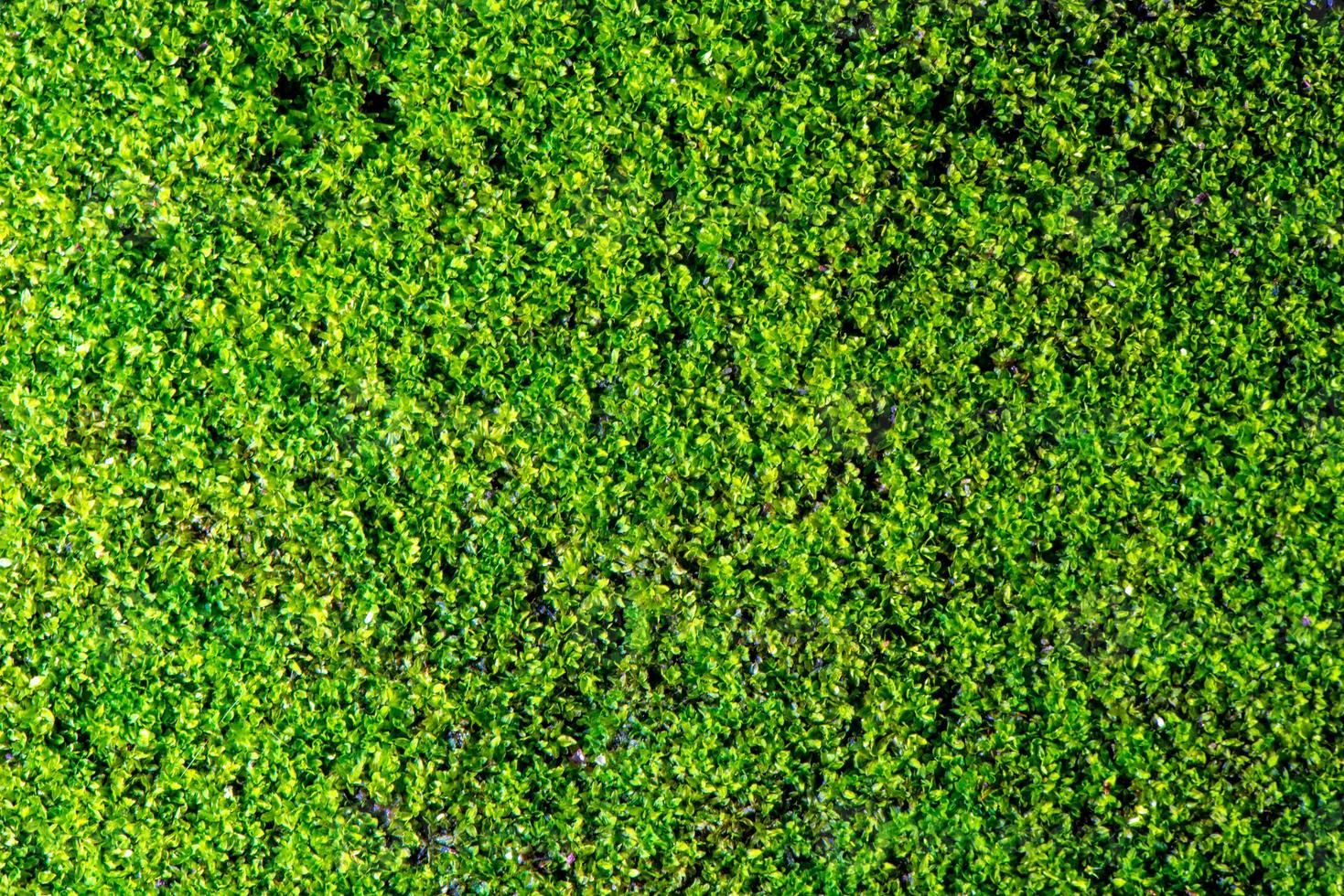 Close-up of beautiful green moss on close-up background. moss macro beautiful moss background for wallpaper photo