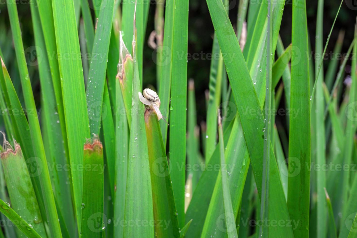 Snail on a wet leaf after rain photo