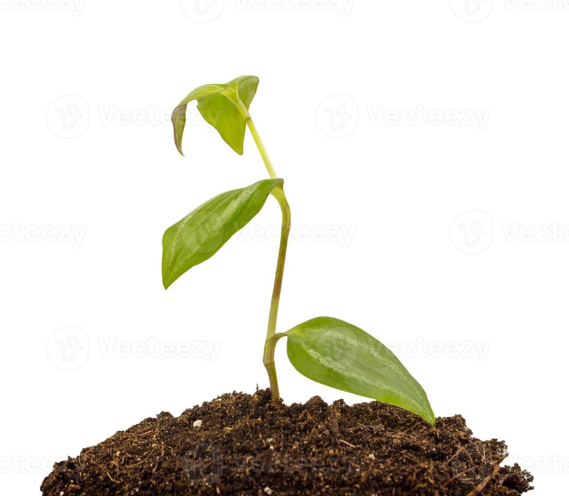 Young plant with humus isolated photo