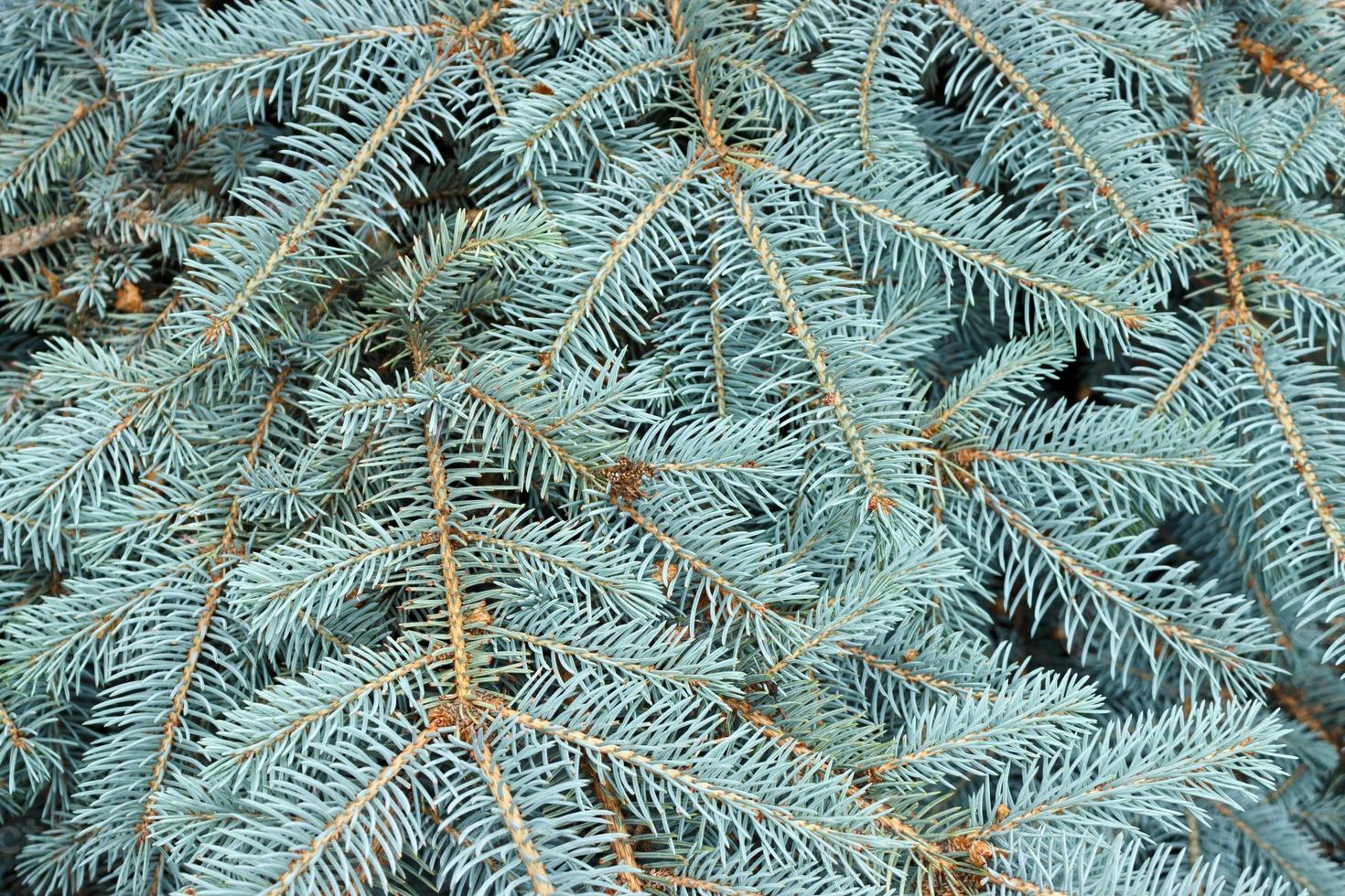 Texture of blue pine branches close-up. view from above photo
