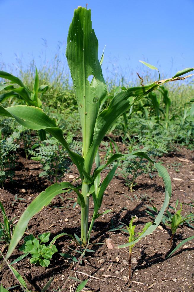 Sorghum Plant is Growing Between Chickpea Crop. photo