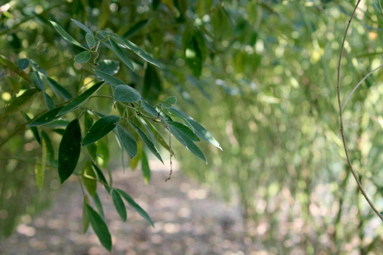 Pigeon Pea Leaves, Hungund, Karnataka photo