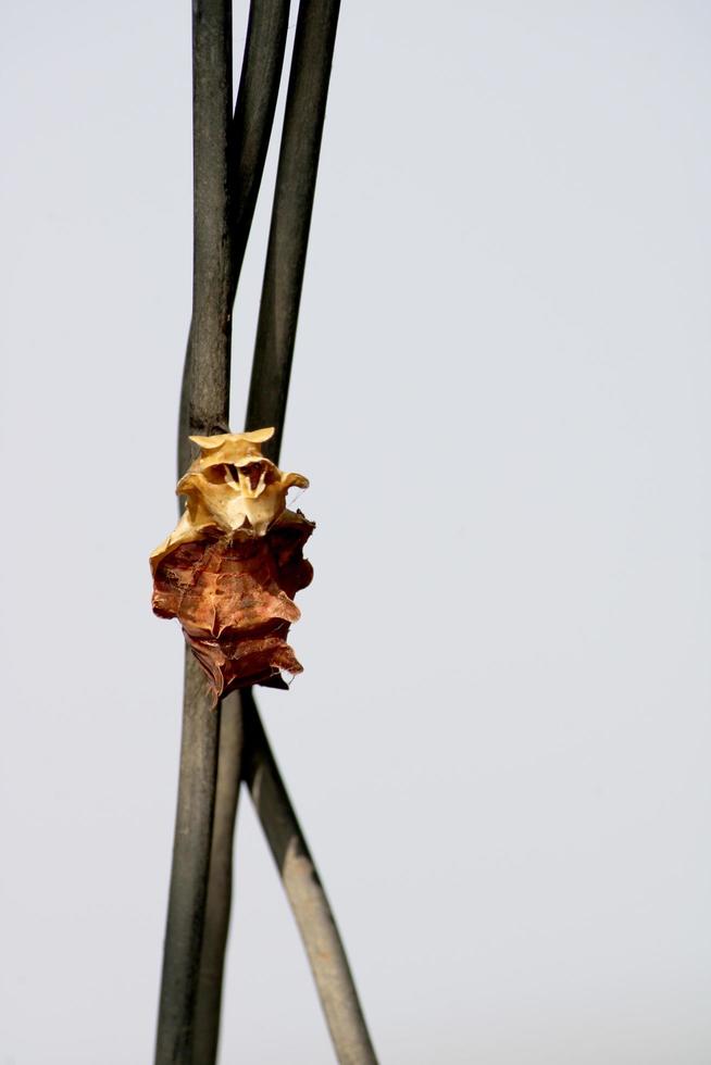 Common Rose Pupa, Hungund, Karnataka. photo