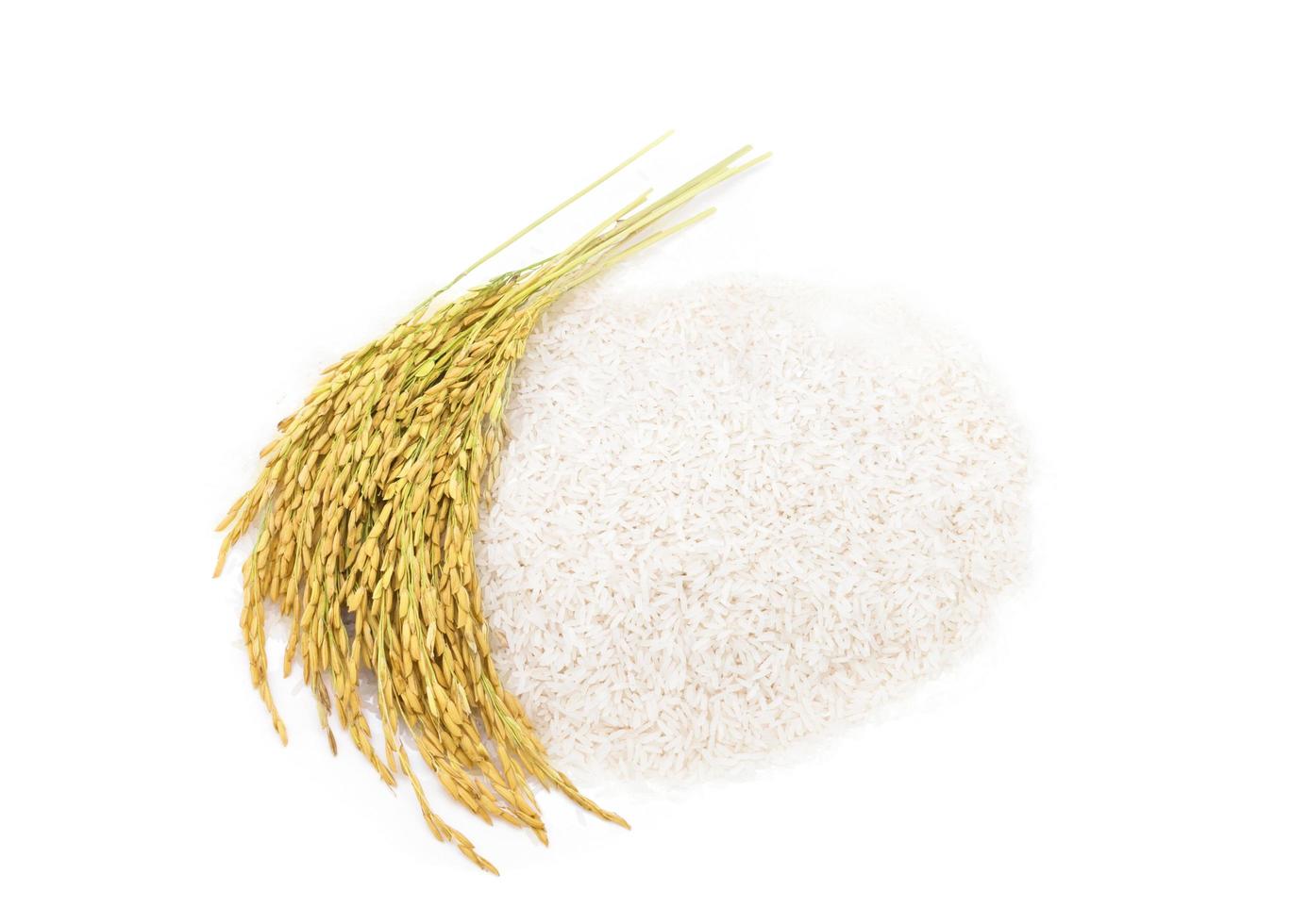 top view of rice and rice ears isolated on white background photo