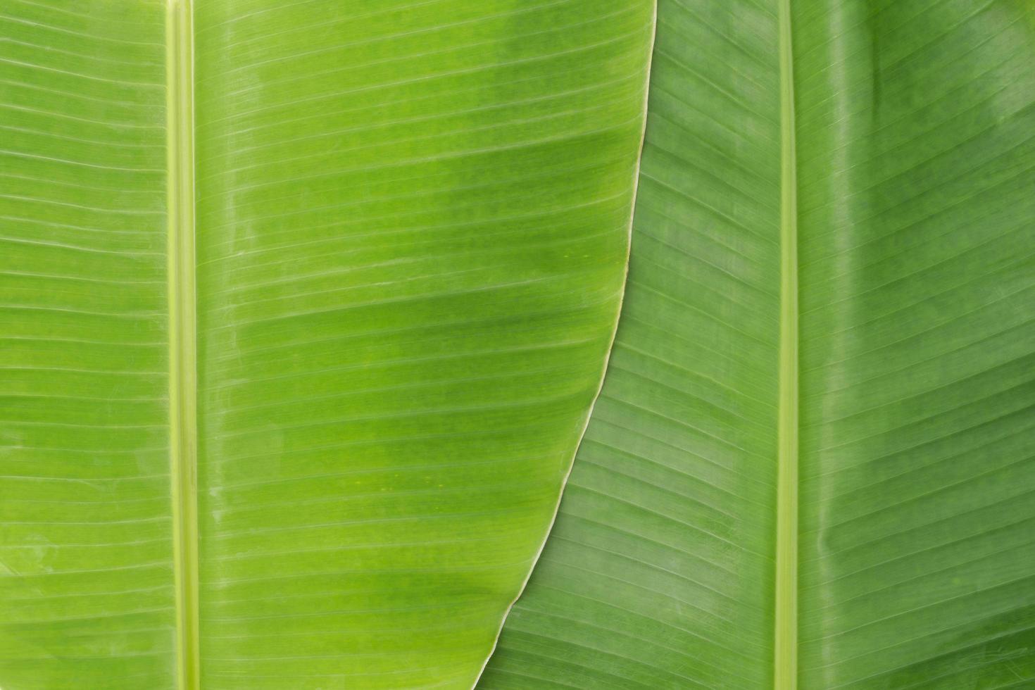 fresh green natural banana leaf background image photo