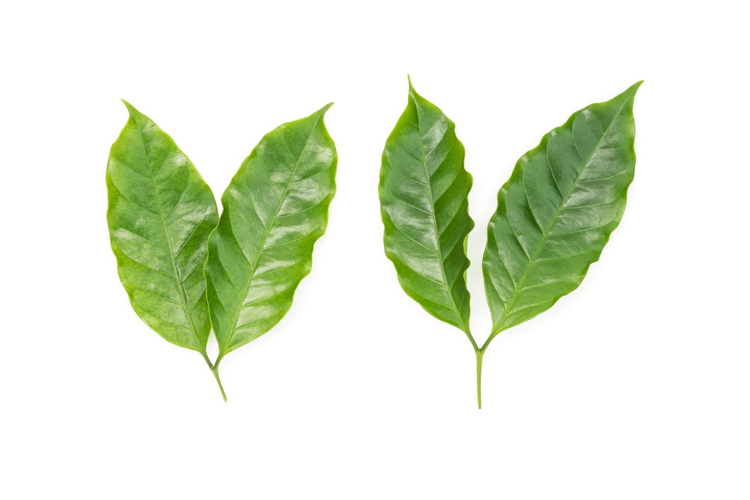 Fresh Green Coffee Leaves Isolated on White Background photo