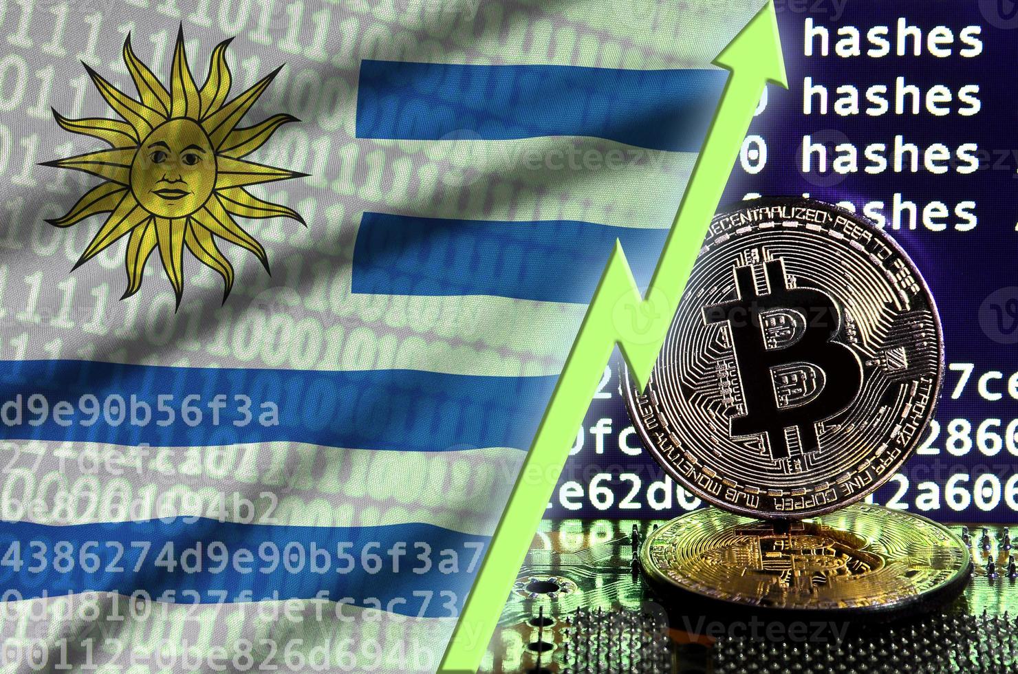 Uruguay flag and rising green arrow on bitcoin mining screen and two physical golden bitcoins photo