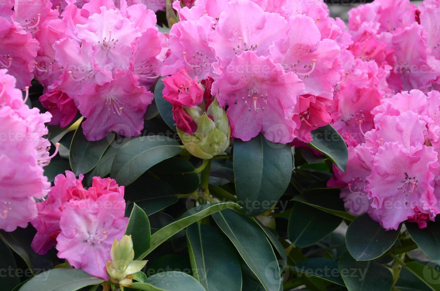 A large bush blooming pink rhododendron in botanical garden photo