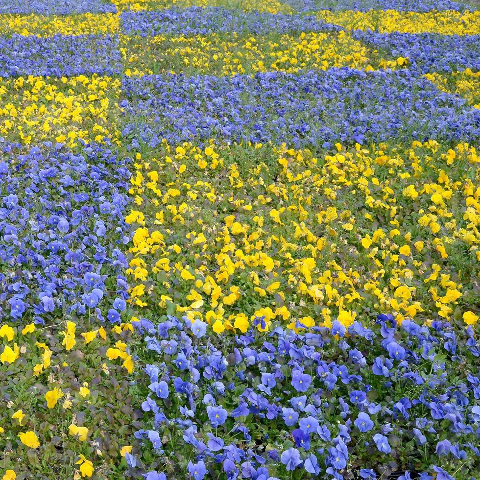 Beautiful violet and yellow blossoming pansies in the spring garden photo