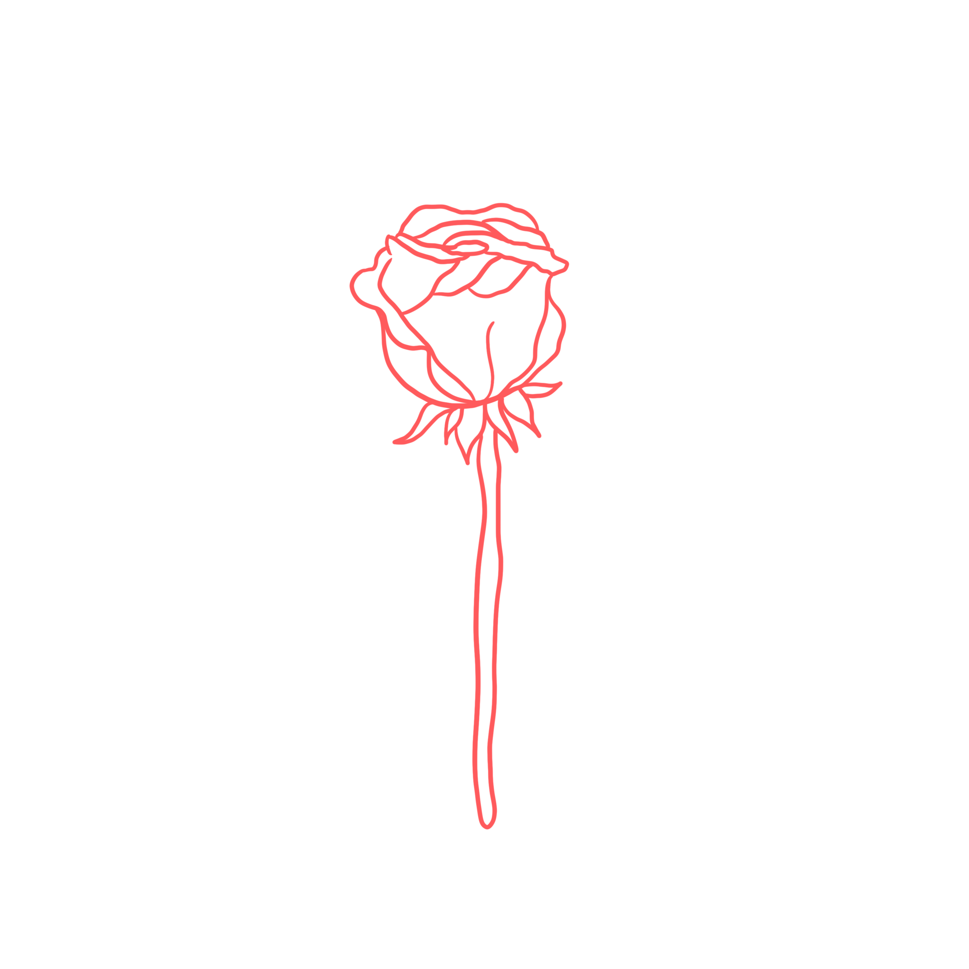 Pink Rose Outlined 14968399 PNG