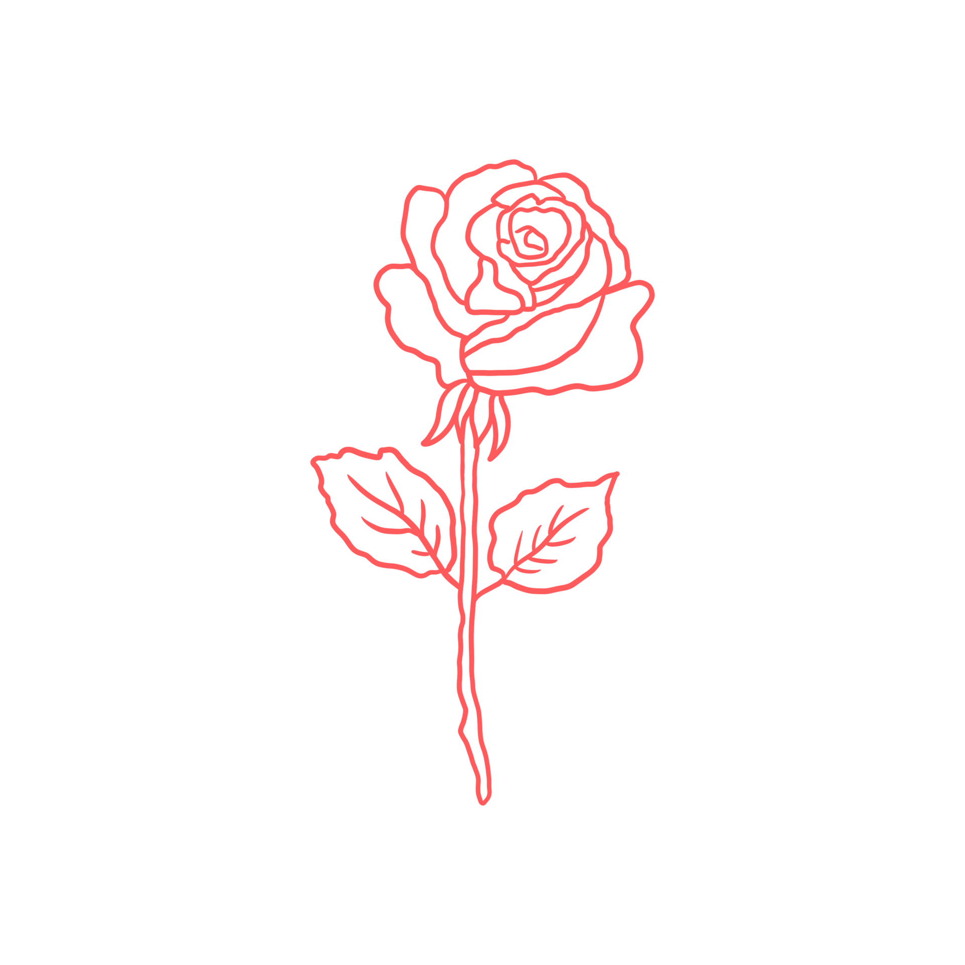 Pink Rose Outlined 14968402 PNG