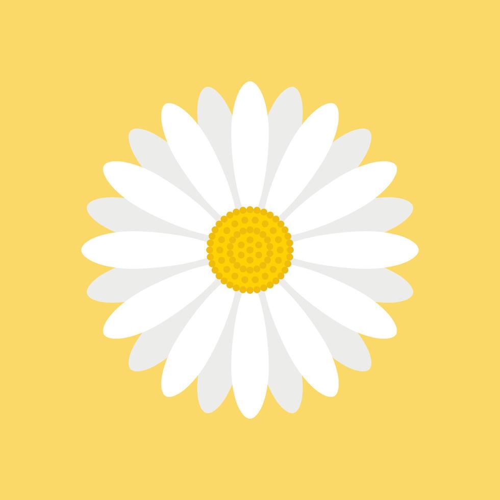 White daisy flower isolated on yellow background. vector