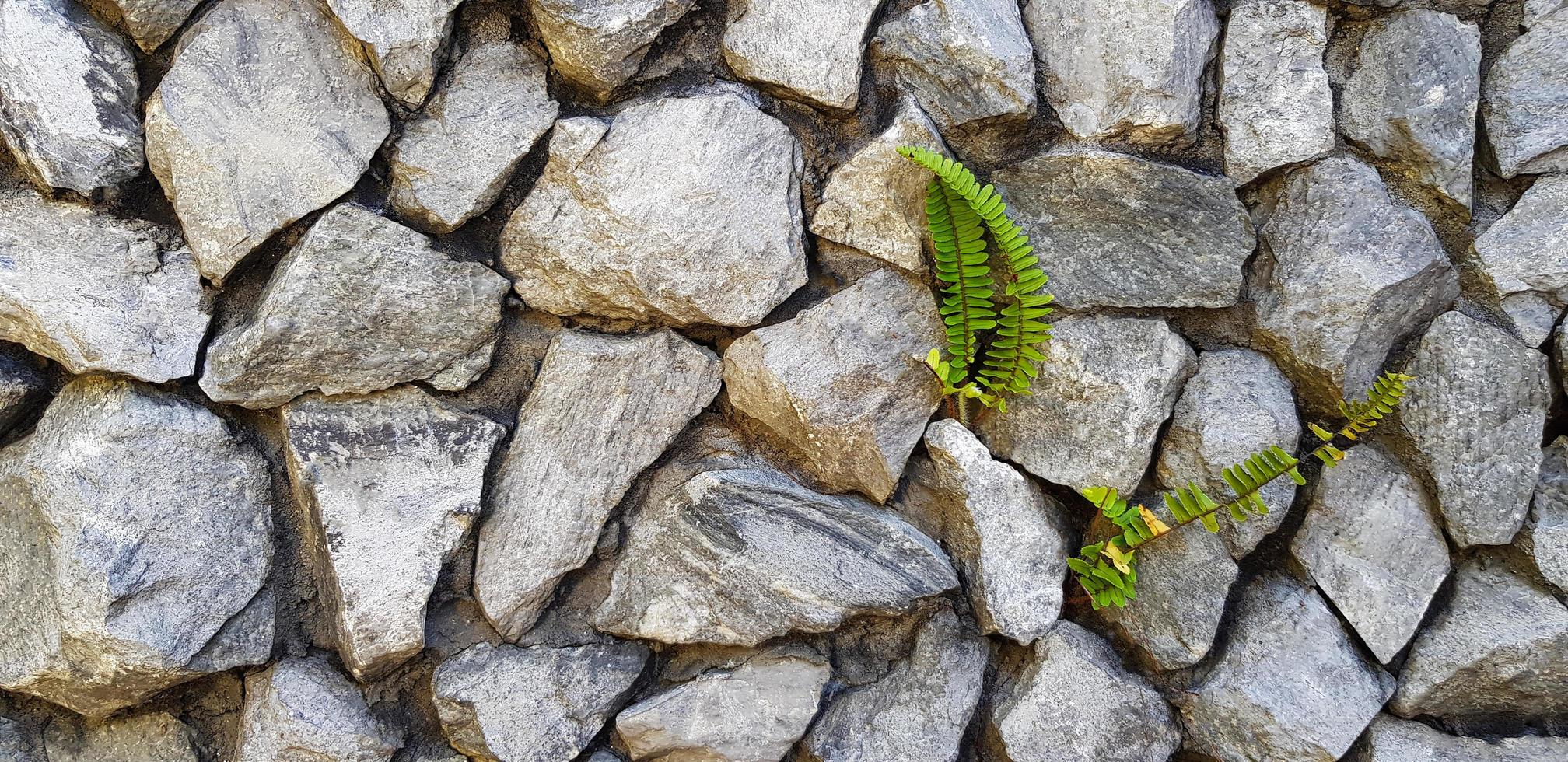 Ferns grow out of the crevices of the rock wall background. Tree grow in different environments. Loft wallpaper style with exterior design and pattern of stone with copy space. photo