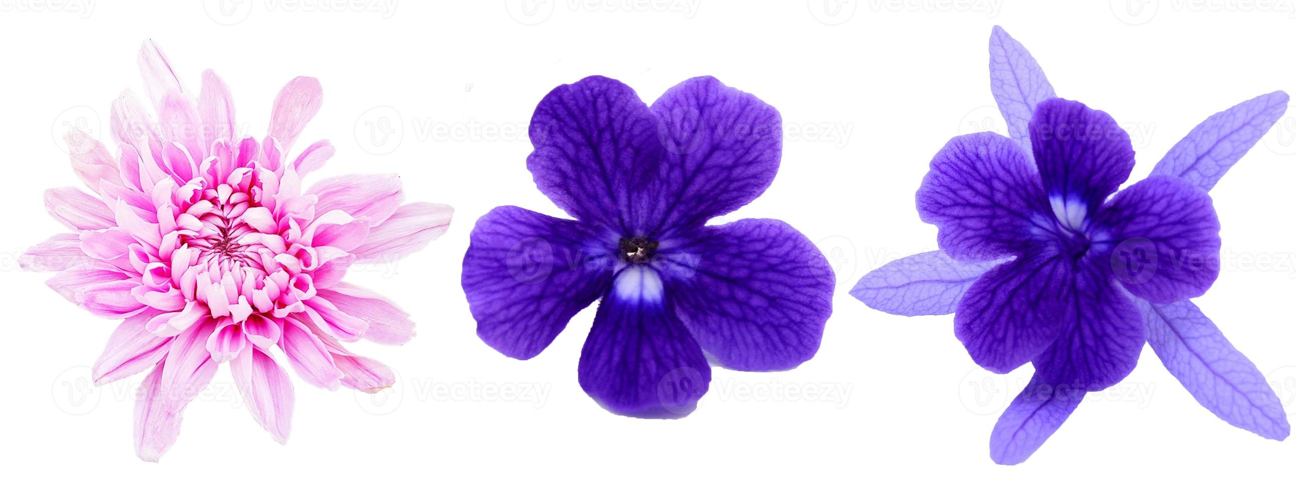 Chrysanthemums and blue, violet or purple flowers blooming isolated on white background with clipping path and make selection. Beauty in nature, Tropical plant, pink flora, Adenium, Shape of flora. photo