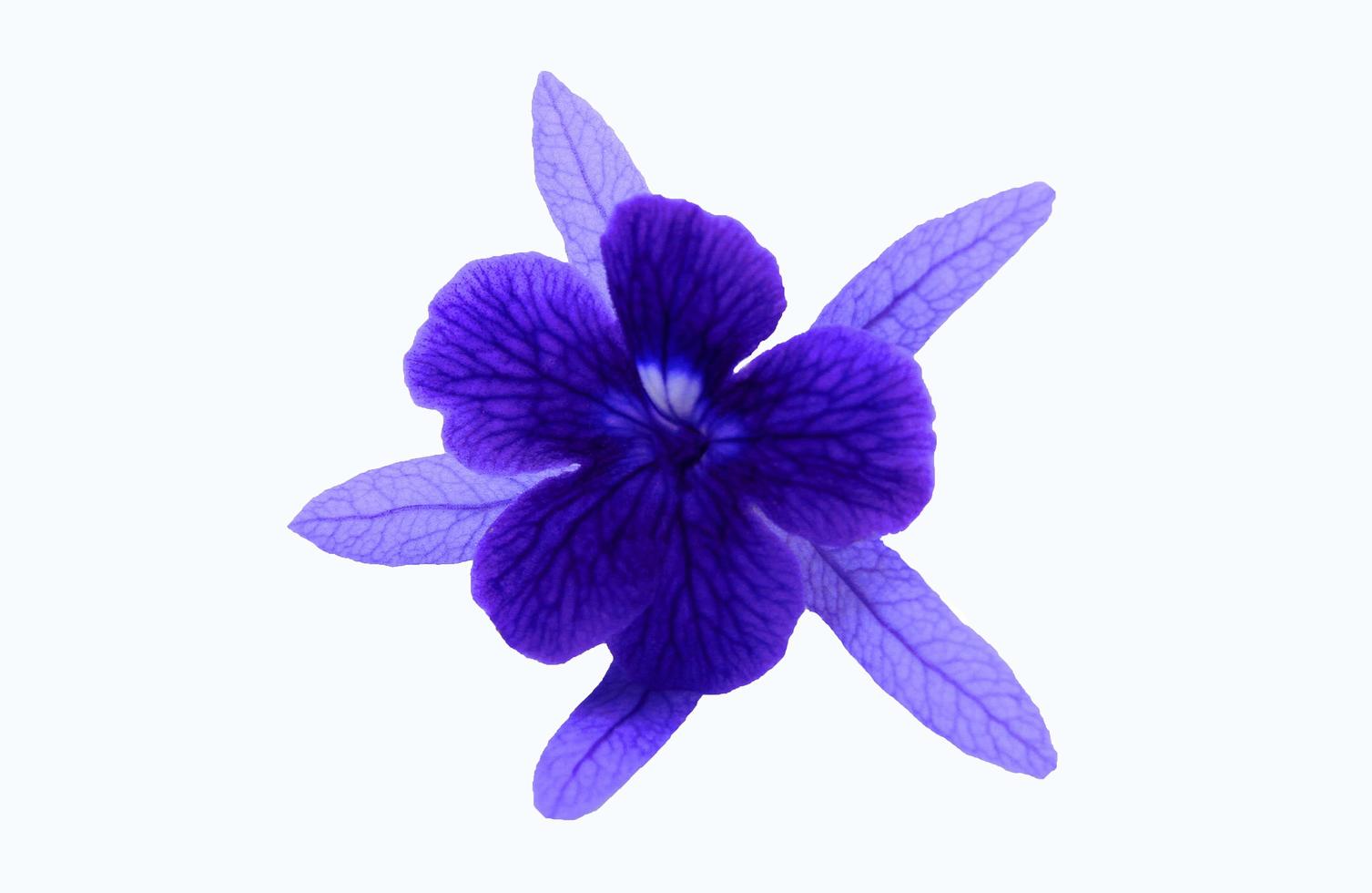 Blue, violet or purple flowers isolated on white background with clipping path and make selection. Beauty in nature, Tropical plant, shape of flora and Bouquet of floral. photo