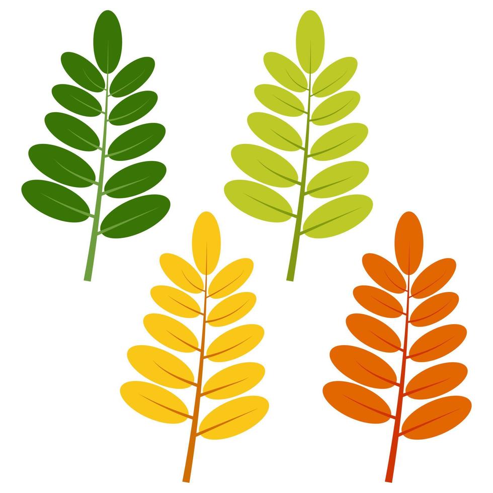 Set of green, yellow and red leaves isolated on white background. Vector illustration of autumn leaves.