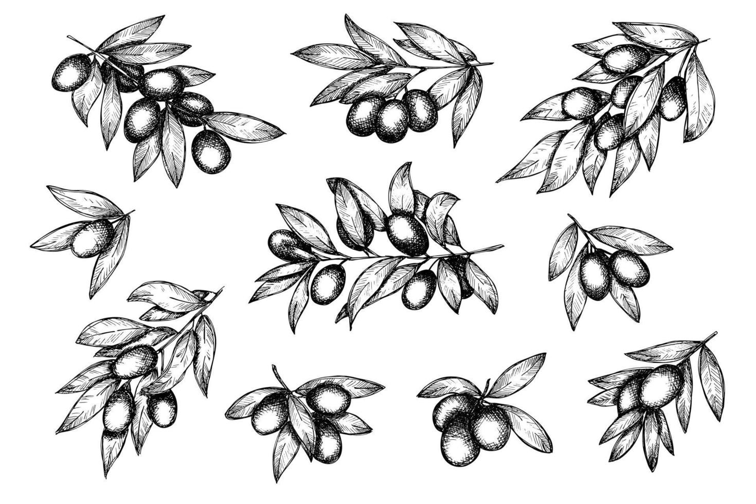 Vector sketch of olive branch. Hand drawn outline clipart set. Eco food illustration
