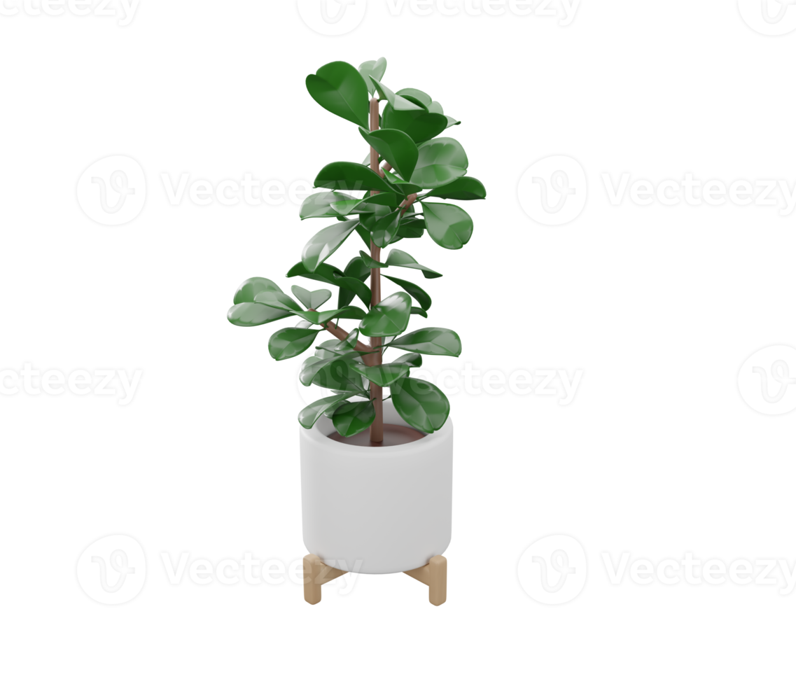 3D Fiddle leaf fig plant in the pot on transparent background. houseplants in cartoon 3d style. 3D rendering png