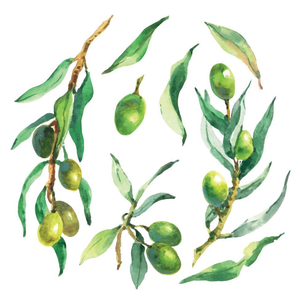 Watercolor set of olive branches, leaves and berries. Hand painted nature elements isolated on white background. Green raw organic olive natural collection. Plants illustration for design. vector