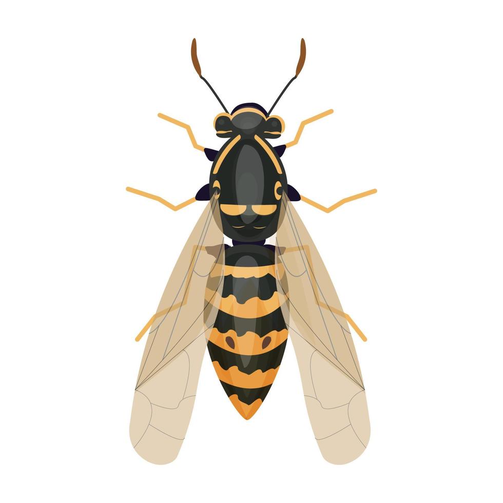 Wasp insect, bumble bee top view in cartoon style, realistic bug Isolated clip art on white background. Vector illustration