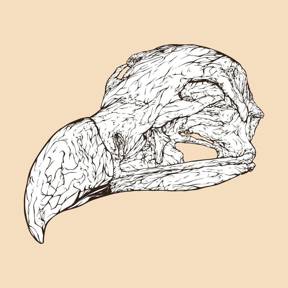 lappet faced vulture skull head vector illustration