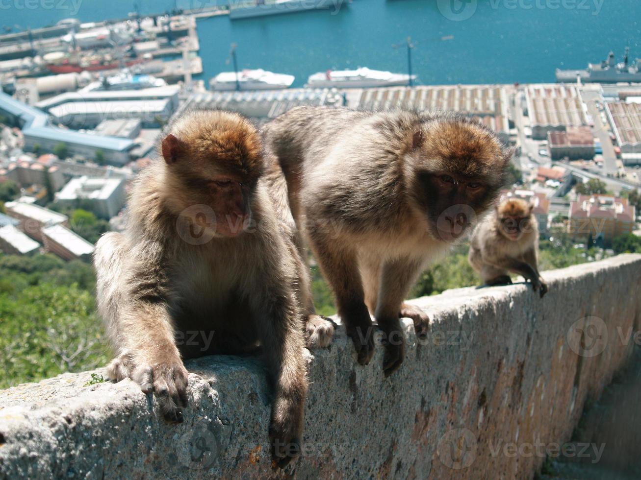 Monkeys sitting on the wall. Close up view. Monkeys living in freedom. Vacation picture, holiday in tropical country. Perfect weather, blue sky and water. Wonderful view. photo