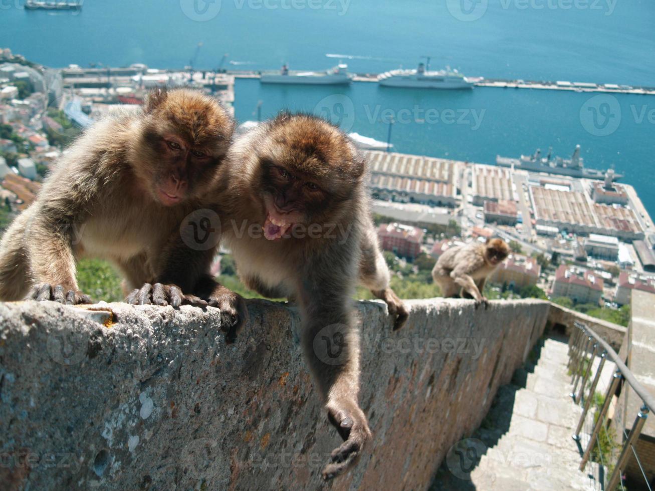 Monkeys sitting on the wall. Close up view. Monkeys living in freedom. Vacation picture, holiday in tropical country. Perfect weather, blue sky and water. Wonderful view. photo