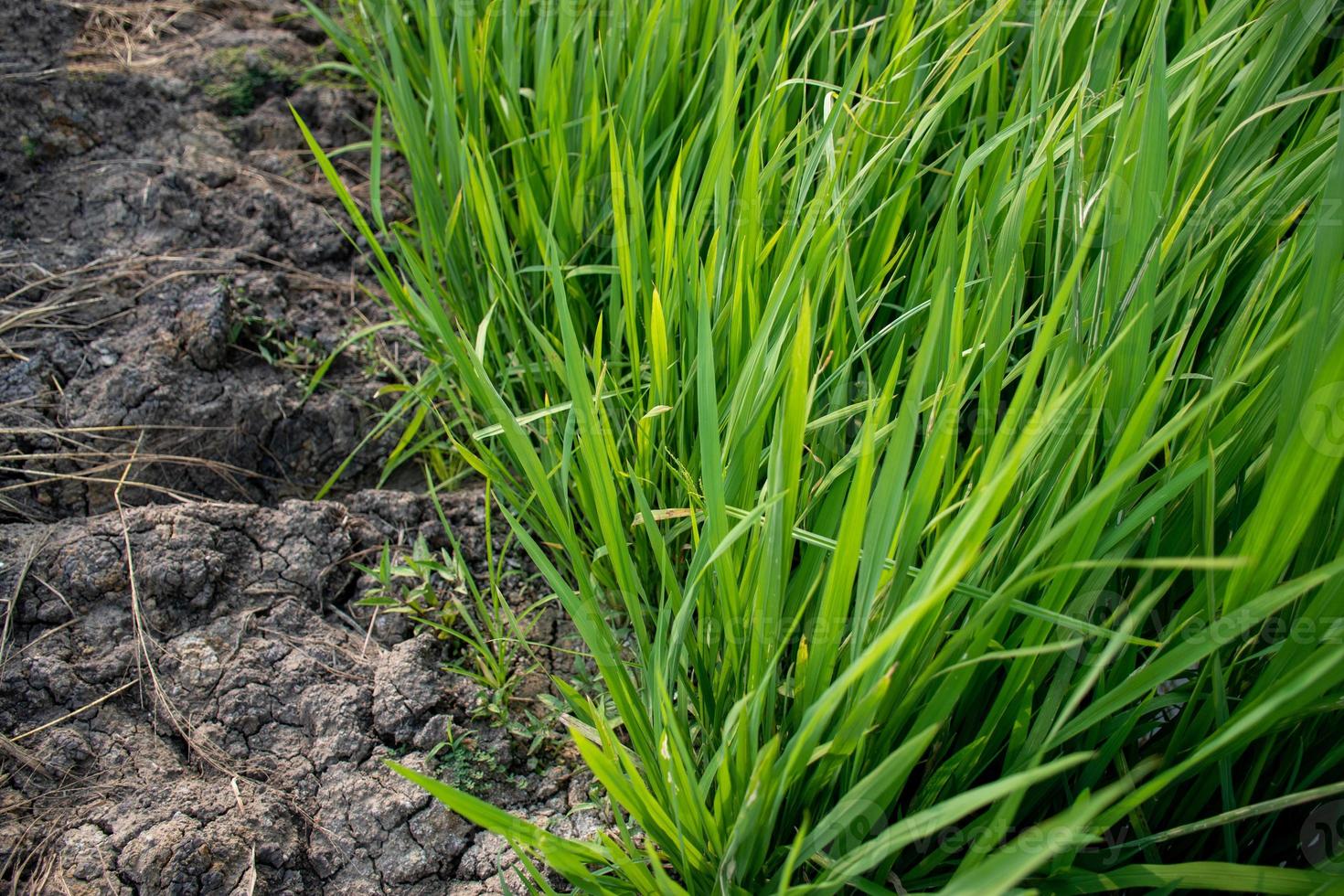 Top view of green grassland on fertile soil photo