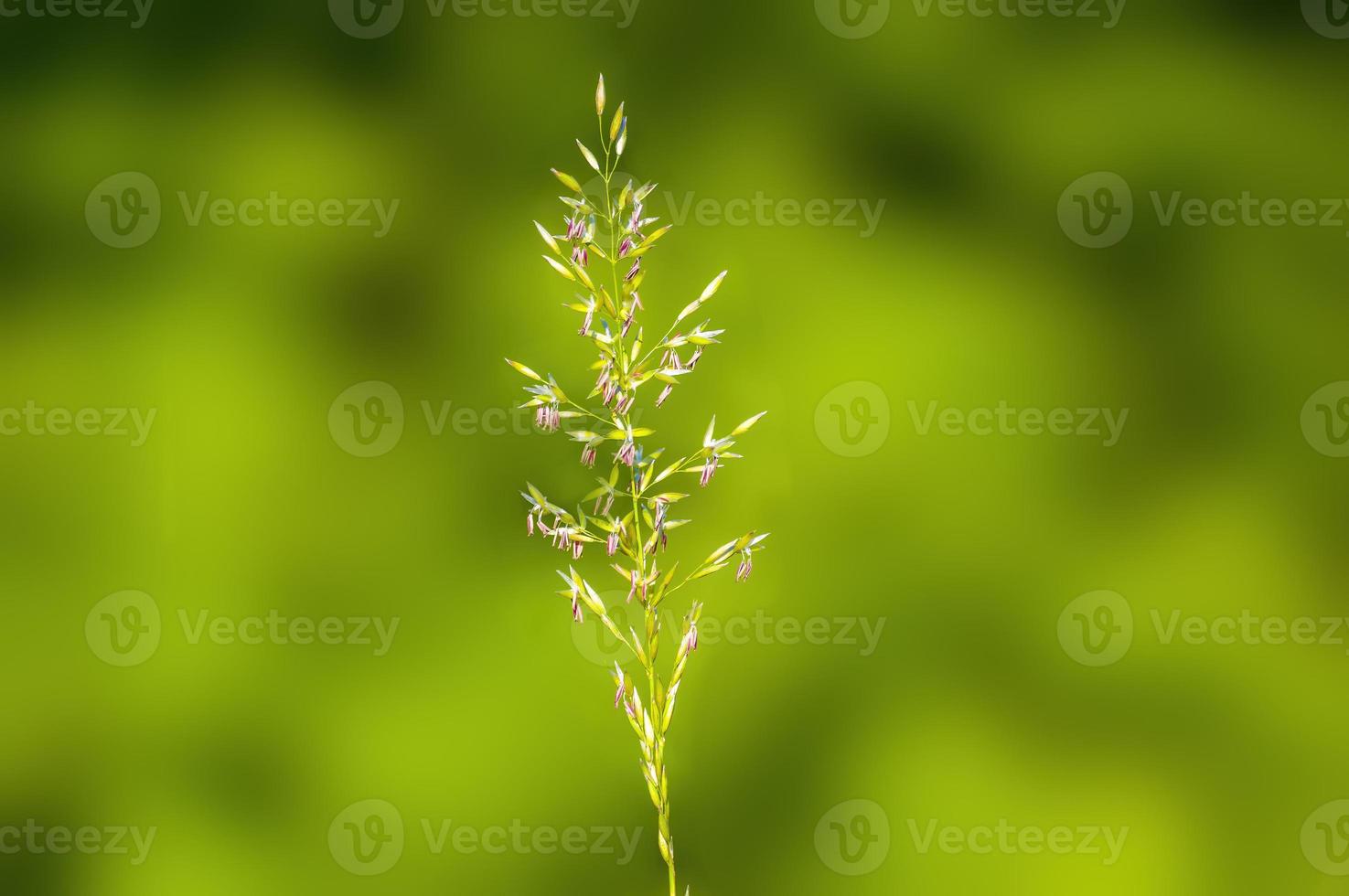 a green blossom of grass in summer photo