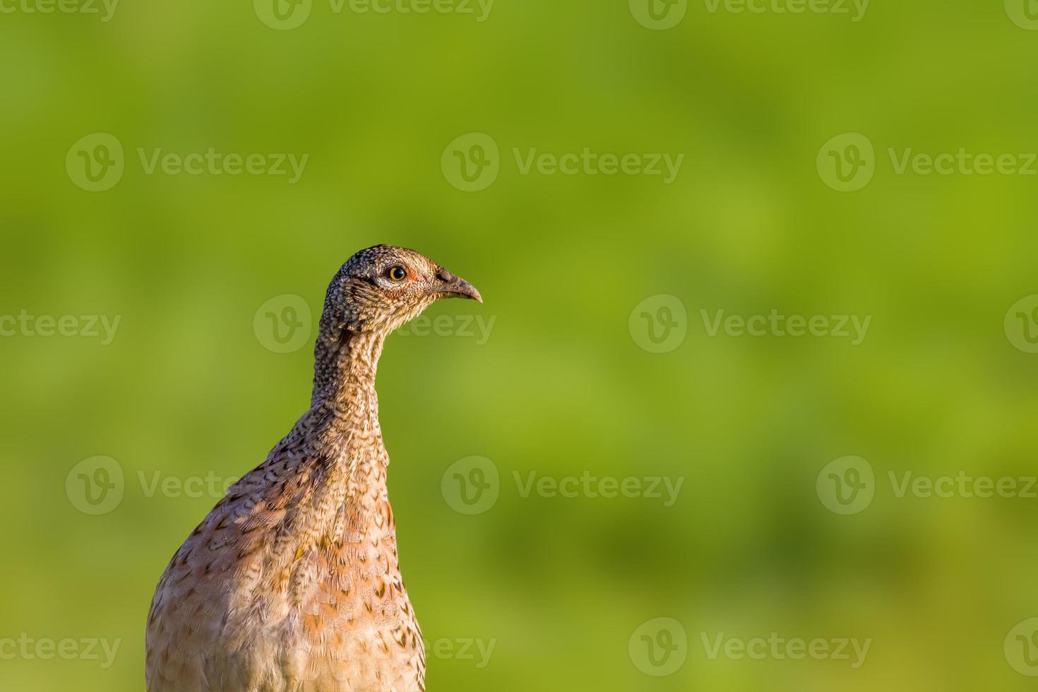 un pollo faisán joven en un prado foto