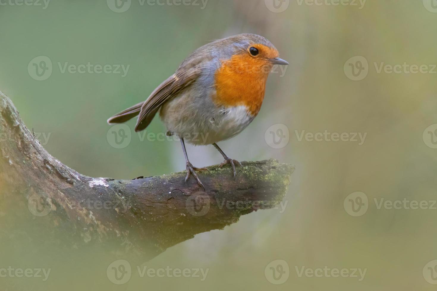 a robin sits on a branch photo